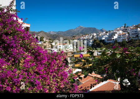Bougainvillea-Blüten in Nerja ein verschlafenes spanischen Ferienort an der Costa Del Sol in der Nähe von Malaga, Andalusien, Spanien Stockfoto
