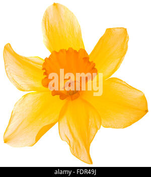Wilde Narzissen Fastenzeit Lily Isolated on White Background Stockfoto