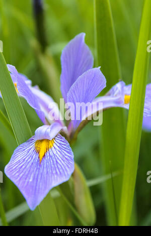 violette Iris im Frühjahr Stockfoto