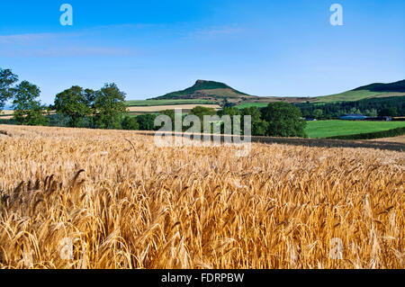 Nähe Topping aus Bereich der Reifen Gerste, Gribdale, in der Nähe von Great Ayton, North York Moors, Yorkshire, England UK, Sommer gesehen. Stockfoto