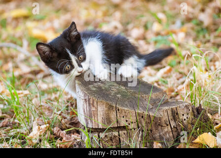 Ein schwarzer & weiße Europäisch Kurzhaar Kätzchen, mit einem Baumstumpf, Herbstlaub im Hintergrund zu spielen. Stockfoto