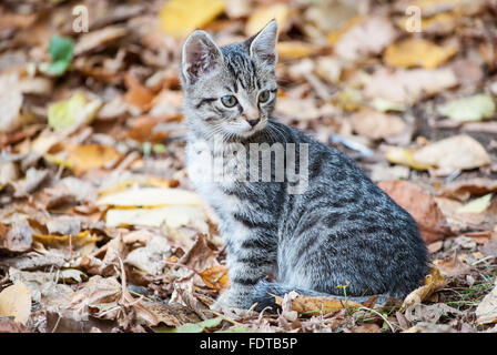 Tabby Kitten umgeben von Herbstlaub. Stockfoto