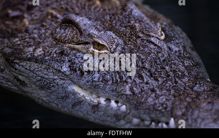 Hamburg, Deutschland. 21. Januar 2016. Eine Nil-Krokodil schwimmt durch den Wassertank in seinem Gehege im Tierpark Hagenbeck in Hamburg, Deutschland, 21. Januar 2016. Lukas Schulze/Dpa/Alamy Live News Stockfoto