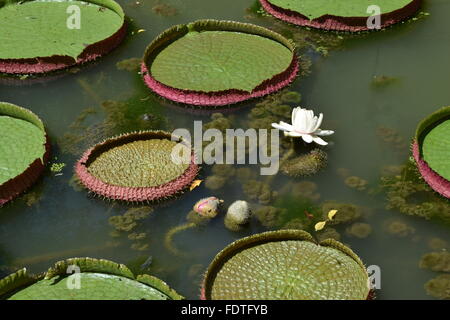 In der Nähe von White Lotus Blume in einem Teich mit Seerosen in Singapore Botanic Gardens Stockfoto