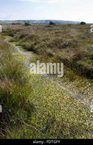 Europäischen Fischotter (Lutra Lutra) trail durch Sphagnum-Moos in einem Graben auf ein Hochmoor. CORS Fochno (Borth Bog), Ceredigion, Wales. Stockfoto