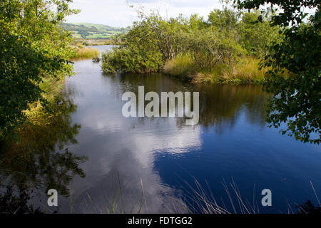 Lebensraum - Pool auf einem Hochmoor. CORS Fochno (Borth Bog), Ceredigion, Wales, August. Stockfoto