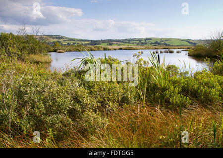 Lebensraum - Pool auf einem Hochmoor. CORS Fochno (Borth Bog), Ceredigion, Wales, August. Stockfoto