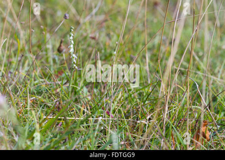 Herbst Lady-locken (Spiranthes Spiralis) blühend, in Kalkstein Grünland. Llanymynech Hill, Powys, Wales. August. Stockfoto