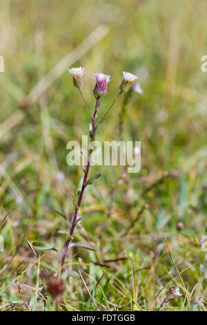 Blaues Berufkraut (Erigeron Acer) Blüte, in Kalkstein Grünland. Llanymynech Hill, Powys, Wales. August. Stockfoto