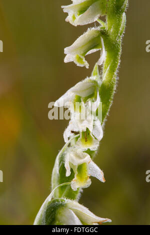 Herbst Lady-locken (Spiranthes Spiralis) blühend, in Kalkstein Grünland. Llanymynech Hill, Powys, Wales. August. Stockfoto