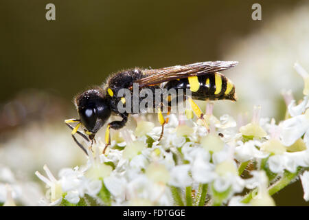 Mason Wasp (Ectemnius Continuus) Erwachsenfrau, Fütterung auf Bärenklau (Heracleum Sphondylium) Blumen. Powys, Wales. August. Stockfoto