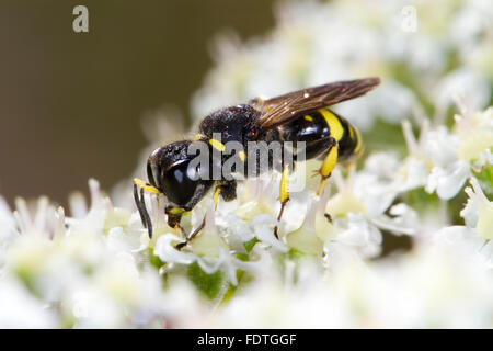 Mason Wasp (Ectemnius Continuus) Erwachsenfrau, Fütterung auf Bärenklau (Heracleum Sphondylium) Blumen. Powys, Wales. August. Stockfoto