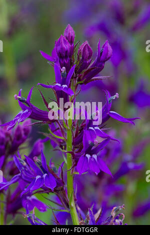 Lobelia X speciosa 'Vedrariensis' in einem Garten blühen. Carmarthenshire, Wales. August. Stockfoto