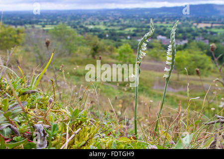 Herbst Lady-locken (Spiranthes Spiralis) blühend, in Kalkstein Grünland. Llanymynech Hill, Powys, Wales. August. Stockfoto