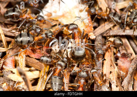 Behaarte Waldameisen (Formica Lugubis) Arbeiter auf einem Nest. Shropshire, England. September. Stockfoto