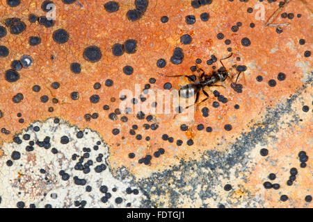 Ameise Formica Lemani Erwachsenen Arbeiter auf einem Flechten bedeckten Felsen. Powys, Wales. September. Stockfoto