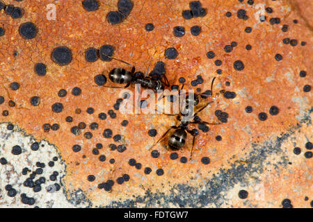 Ameise Formica Lemani Erwachsene Arbeitnehmer auf einem Flechten bedeckten Felsen. Powys, Wales. September. Stockfoto