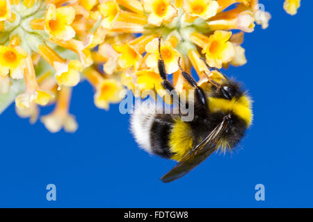 Garten-Hummel (Bombus Hortorum) Männchen ernähren sich von Sommerflieder (Buddleja X Weyeriana) Blumen in einem Garten. Powys, Wales. Stockfoto