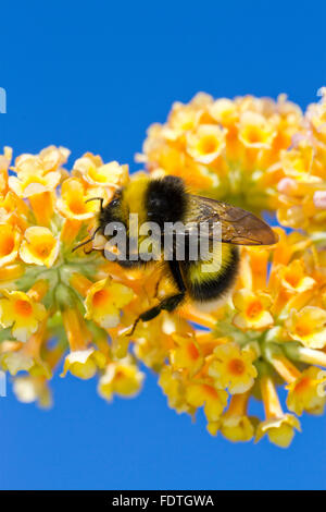 Garten-Hummel (Bombus Hortorum) Männchen ernähren sich von Sommerflieder (Buddleja X Weyeriana) Blumen in einem Garten. Powys, Wales. Stockfoto