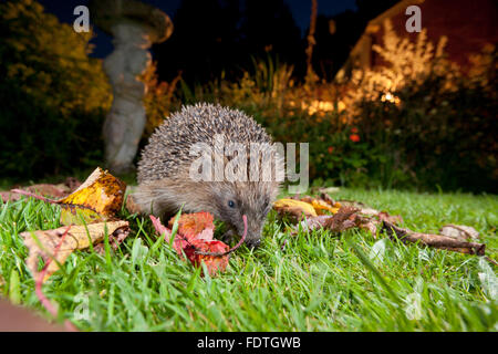 Europäische Igel (Erinaceus Europaeus) wilde Erwachsener, Fütterung auf eine Wiese im Garten in der Nacht. Powys, Wales. September. Stockfoto