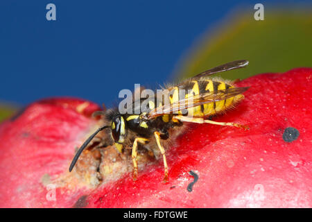 Gemeinsamen Wespe (Vespula Vulgaris) Erwachsenen Arbeiter, Fütterung auf einen beschädigten Apfel (Malus Domestica) in einem Bio-Obstgarten. Powys, Wales. Stockfoto