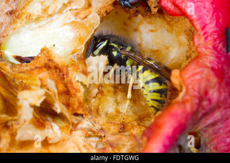 Gemeinsamen Wespe (Vespula Vulgaris) Erwachsenen Arbeiter, Fütterung auf einen beschädigten Apfel (Malus Domestica) in einem Bio-Obstgarten. Powys, Wales. Stockfoto