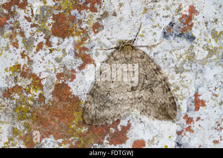 November Motte (Epirrita Dilutata) Erwachsenen Falter ruht auf einer Wand. Powys, Wales. Oktober. Stockfoto