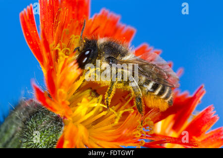 Patchwork Blatt-Cutter Bee (Megachile Centuncularis) erwachsenes Weibchen ernähren sich von einer Blume Orange Habichtskraut (Gruppe Aurantiaca). Stockfoto