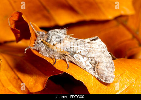 Acht (Diloba Caeruleocephala) Erwachsenen Falter ruht unter Laub im Herbst. Powys, Wales. Oktober. Stockfoto