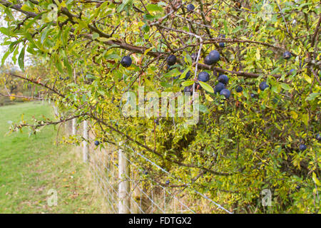 Schlehe (Prunus Spinosa) Nahaufnahme der Blätter und Beeren wachsen in einer Hecke im Herbst. Powys, Wales. Oktober. Stockfoto