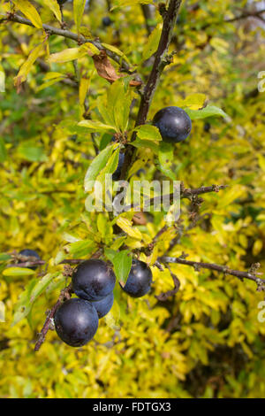 Schlehe (Prunus Spinosa) Nahaufnahme der Blätter und Beeren wachsen in einer Hecke im Herbst. Powys, Wales. Oktober. Stockfoto