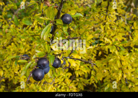 Schlehe (Prunus Spinosa) Nahaufnahme der Blätter und Beeren wachsen in einer Hecke im Herbst. Powys, Wales. Oktober. Stockfoto