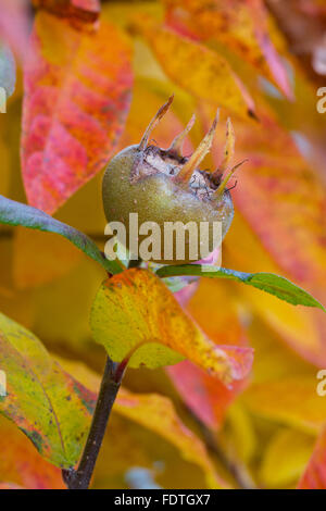 Mispel (canescens Germanica) Nahaufnahme von Früchten, in einem Garten. Powys, Wales. Oktober. Stockfoto