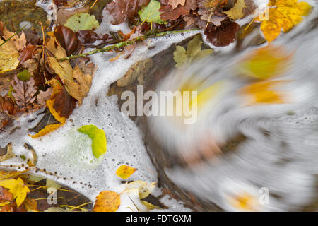 Herbstlaub sammeln in einem Stream. Powys, Wales. November. Stockfoto