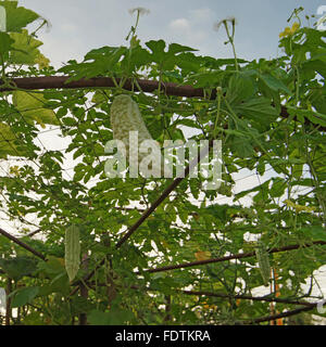 Bittermelone oder Balsambirne auf dem Baum im Bio-Bauernhof Stockfoto