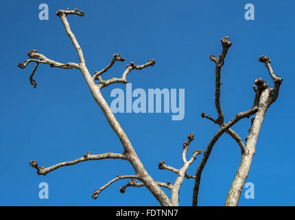 Beschnittene London Platane (Platanus) isoliert im Winter. Stockfoto