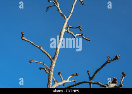 Beschnittene London Platane (Platanus) isoliert im Winter. Stockfoto