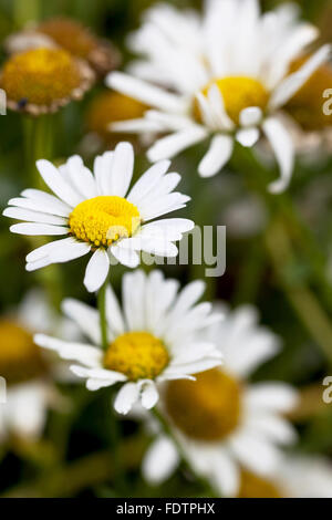 Schöne weiße Gänseblümchen auf grünem Hintergrund jedoch unscharf. Selektiver Weichzeichner. Closeup Bild. Stockfoto