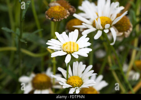 Schöne weiße Gänseblümchen. Selektiver Weichzeichner. Closeup Bild. Stockfoto