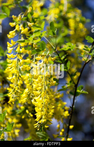 Blühenden Akazien. Trauben von gelben Blüten im Büro Licht auf unscharfen Hintergrund. Selektiver Weichzeichner. Stockfoto