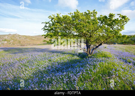 Glockenblumen in Blume am Holwell Rasen Dartmoor Nationalpark Devon Uk Stockfoto