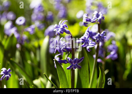 Schöne helle blaue Geotsinty den Hintergrund in einem kontrastierenden leichtes, weiches selektiven Fokus unscharf. Closeup Bild. Stockfoto