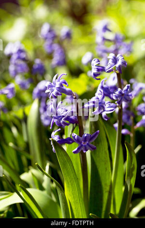 Schöne helle blaue Geotsinty den Hintergrund in einem kontrastierenden leichtes, weiches selektiven Fokus unscharf. Closeup Bild. Stockfoto