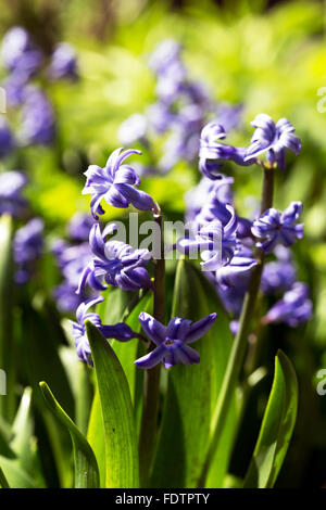 Schöne helle blaue Geotsinty den Hintergrund in einem kontrastierenden leichtes, weiches selektiven Fokus unscharf. Closeup Bild. Stockfoto