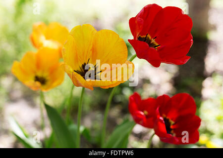 Schöne helle rote und gelbe Tulpen. Selektiver Weichzeichner. Closeup Bild. Stockfoto