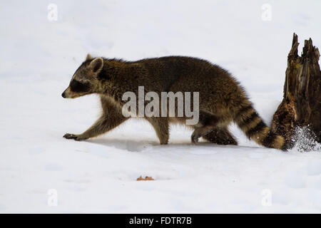 Waschbär in die Beschneiung Strecken schnell laufen Stockfoto