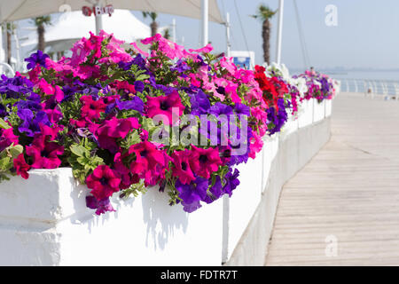 Hübsche Blumenarrangement auf dem Hintergrund eines Sommer Erholungsgebiet am Strand, sonnigen Tag in Hintergrundbeleuchtung. Selektiver Fokus Stockfoto