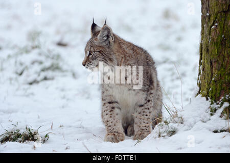 Junge eurasische Luchs / Eurasischer Luchs (Lynx Lynx) sitzt neben einem Baum auf schneebedeckten Boden, schaut sich um. Stockfoto