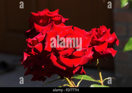 Schöne rose zarte auf der Rückseite Licht auf einem dunklen Hintergrund. Tiefenschärfe und Raum in der Zone Unschärfe Kompositionen für die Stockfoto