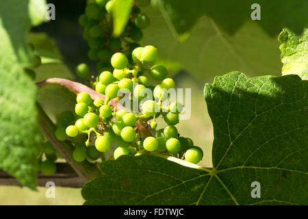 Nahaufnahme von einem echten Haufen Reifen grünen Trauben wachsen in den Garten zu ernten. Die Hintergrundbeleuchtung. Stockfoto